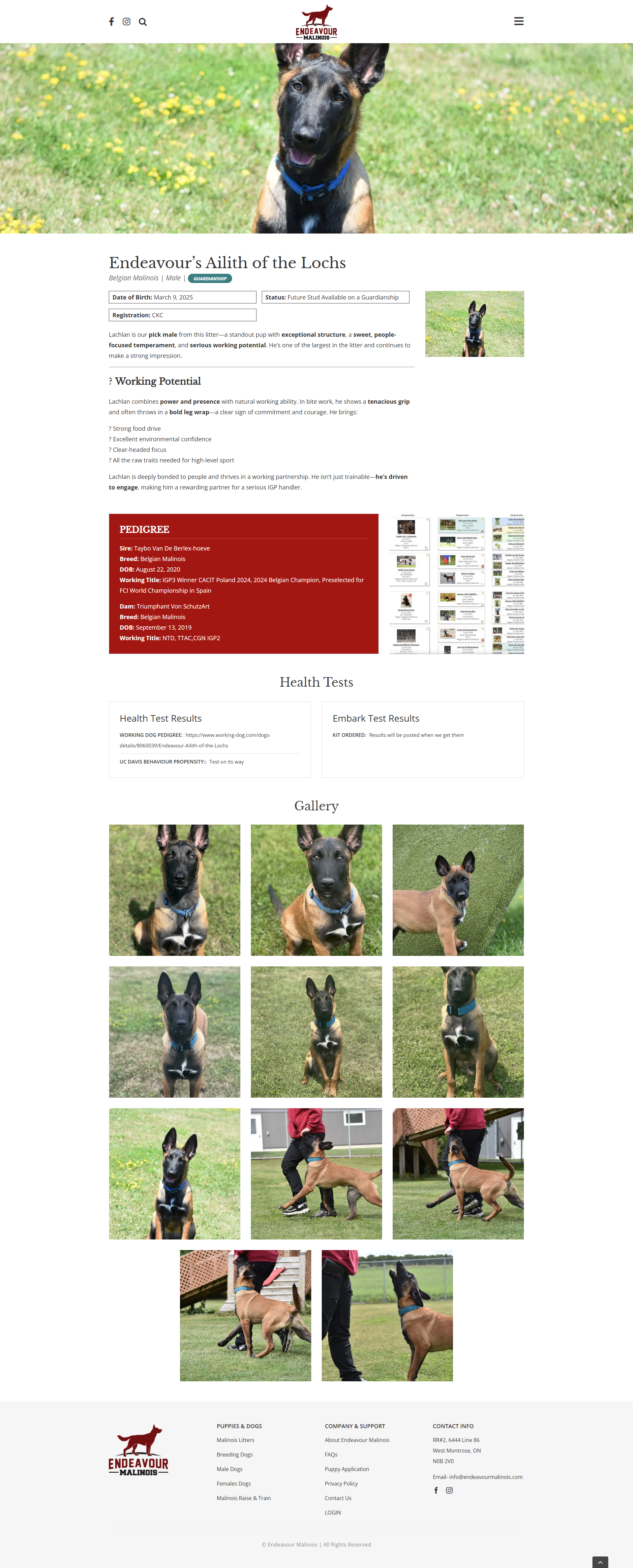 Endeavour Malinois